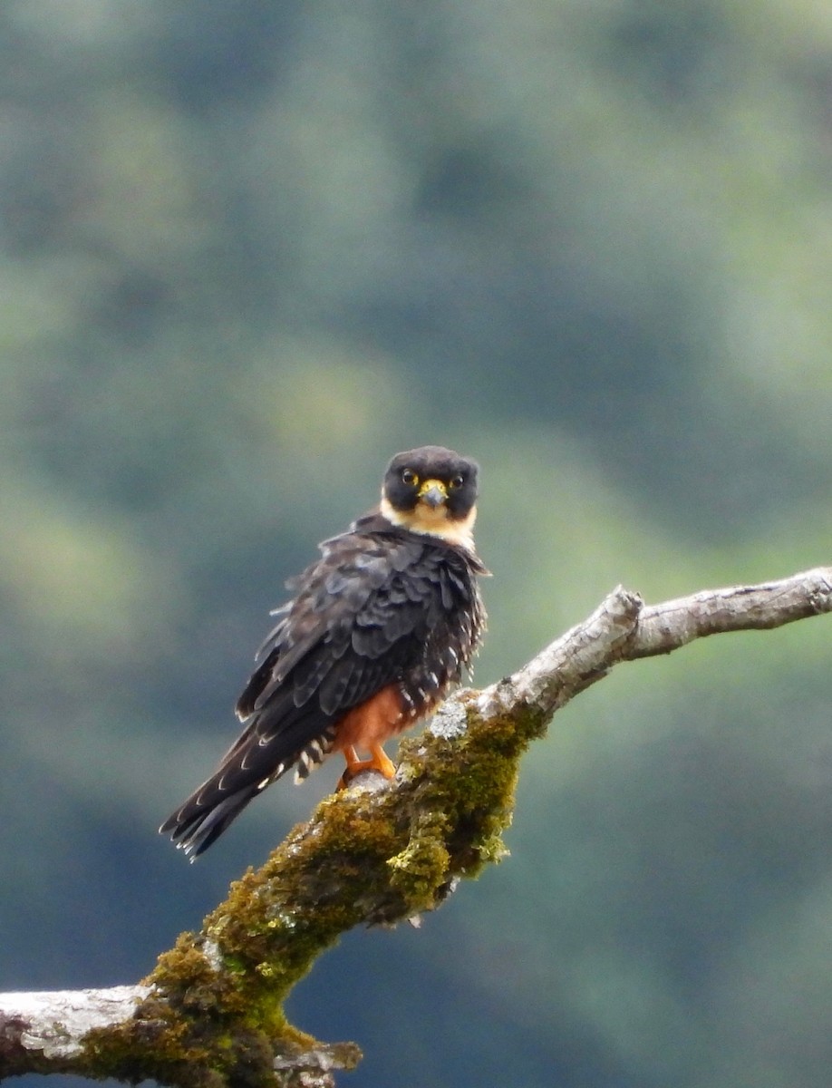 Bat Falcon - ML642092549