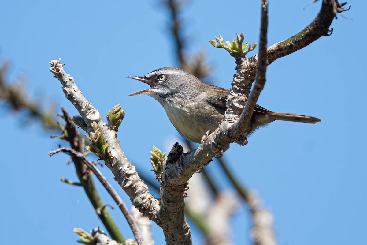 White-browed Scrubwren - ML642092550