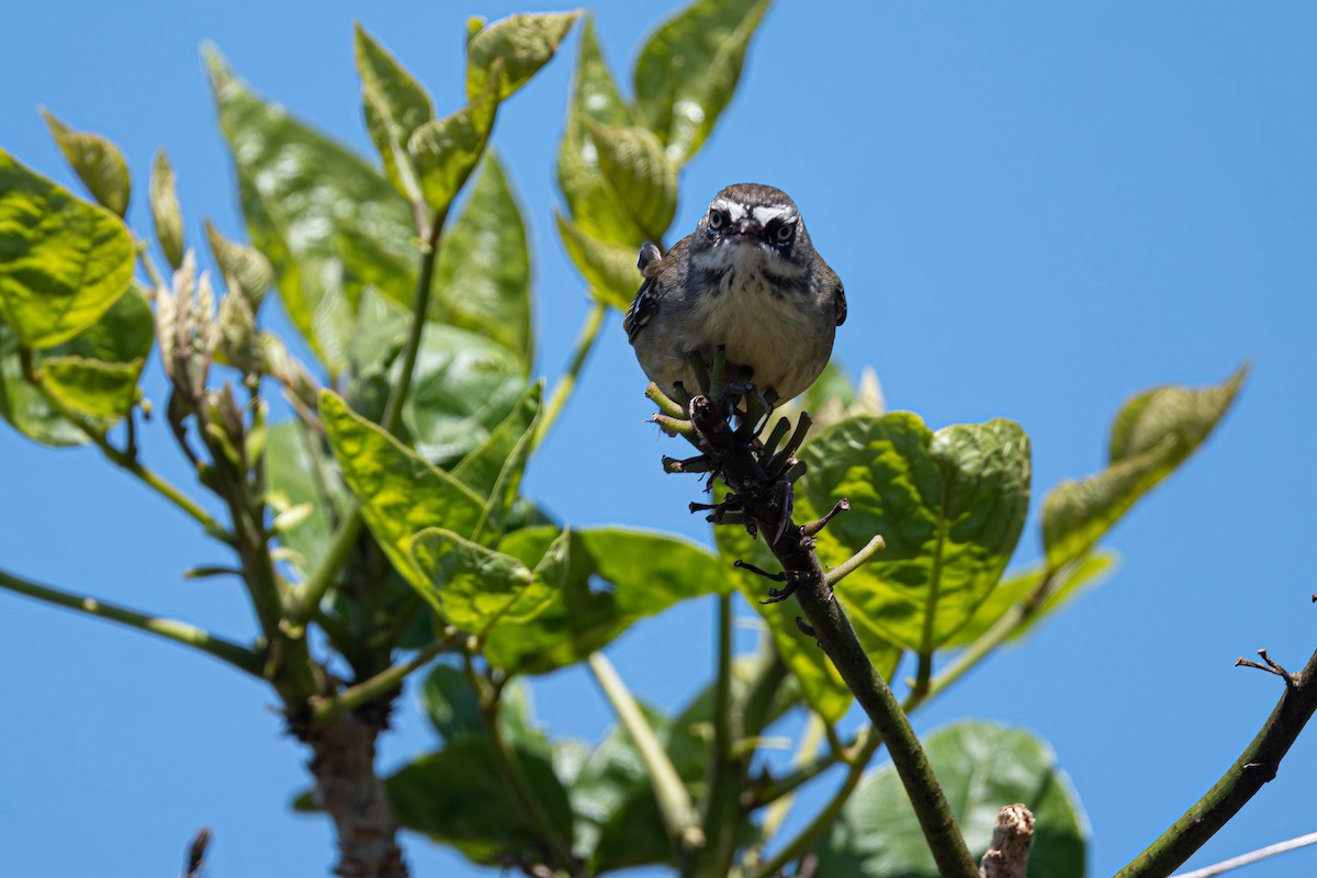 White-browed Scrubwren - ML642092551