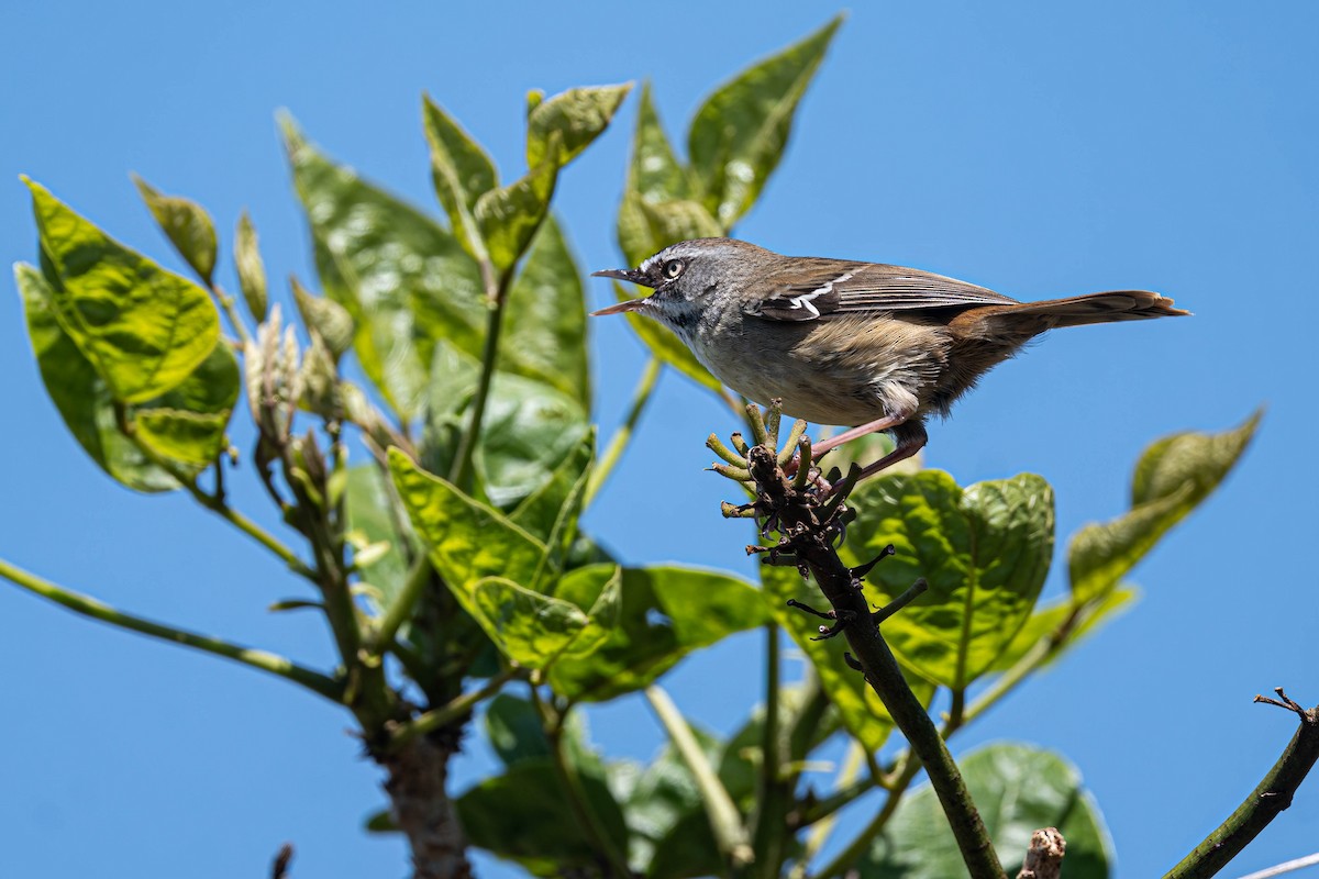White-browed Scrubwren - ML642092552