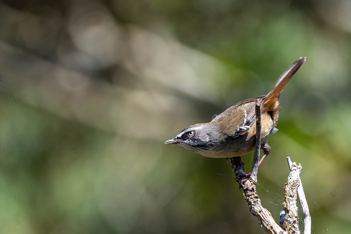 White-browed Scrubwren - ML642092553