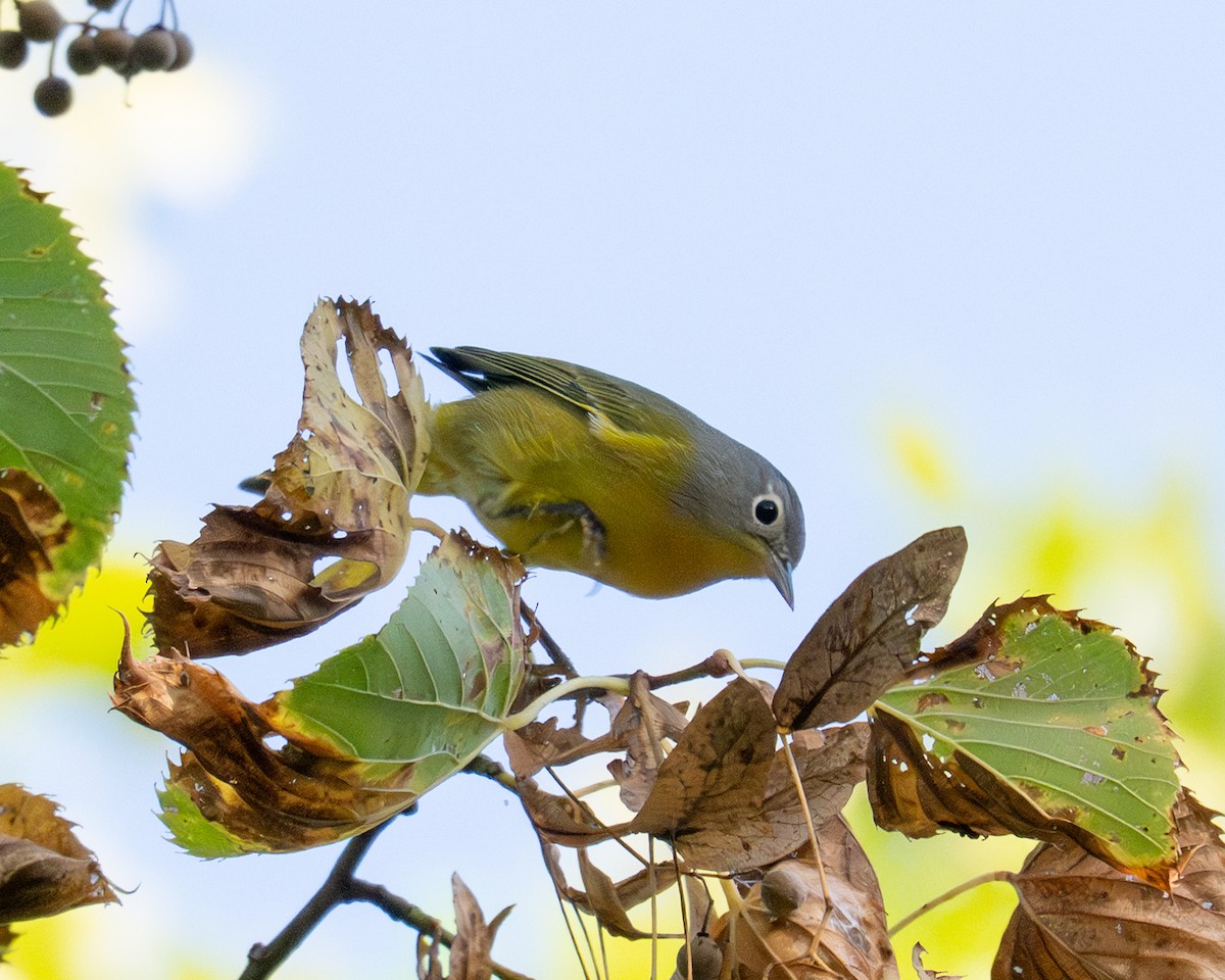 Nashville Warbler - ML642092554