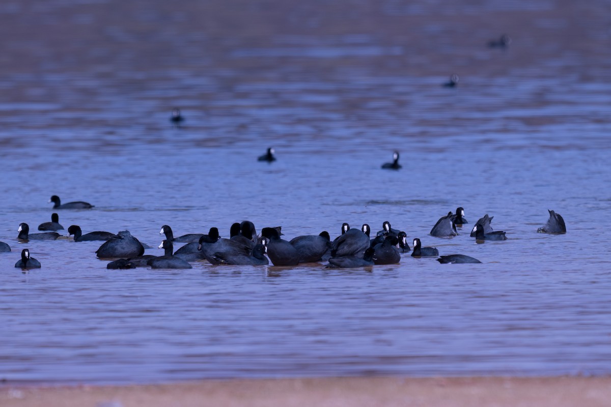 American Coot - ML642092559