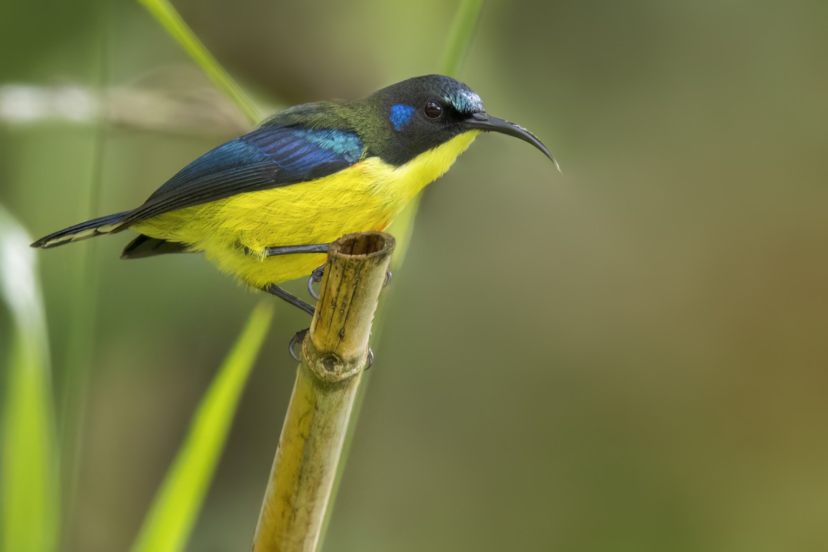 Lina's Sunbird - ML642092568
