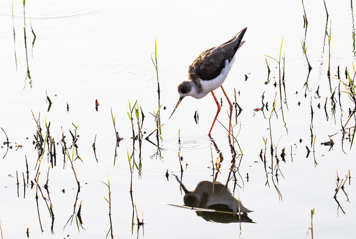 Black-winged Stilt - ML642092569