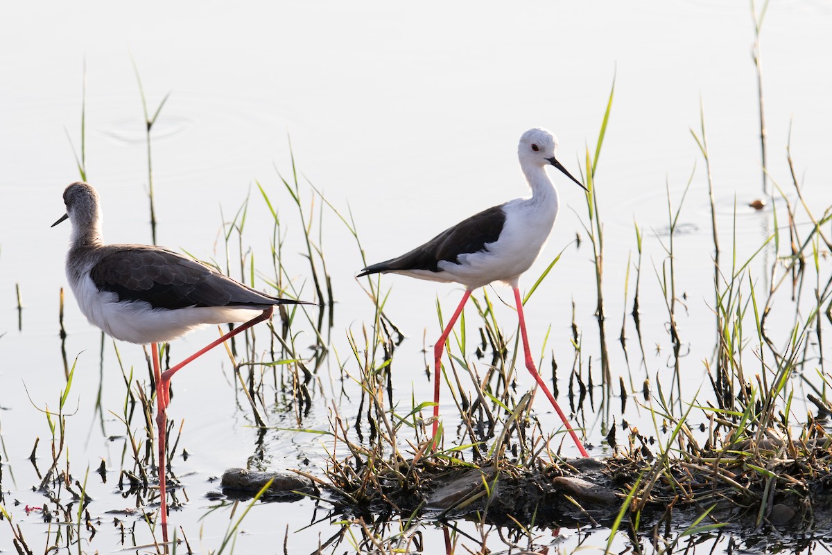 Black-winged Stilt - ML642092571