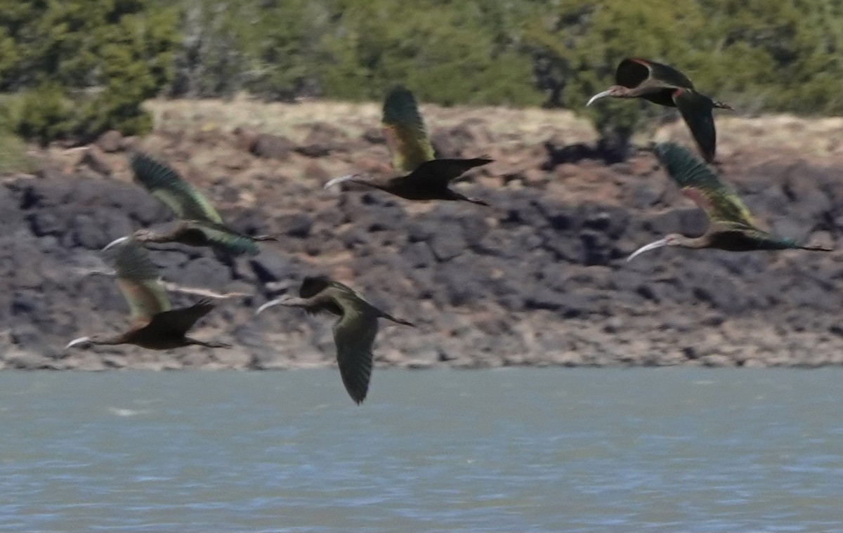 White-faced Ibis - ML642092574