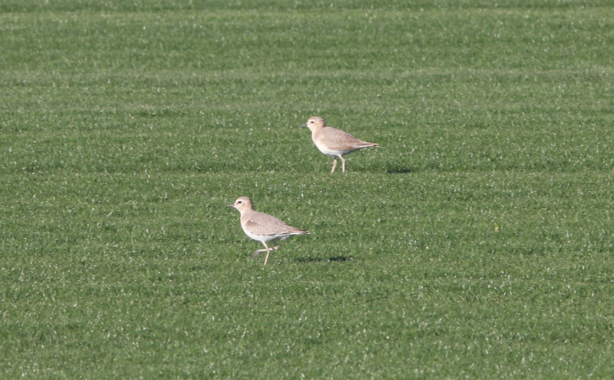 prærielo - ML642092582