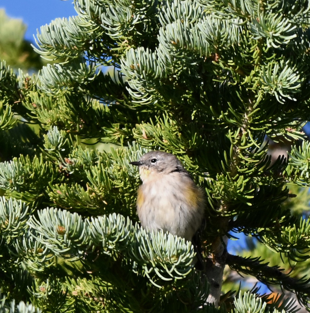 Yellow-rumped Warbler (Audubon's) - ML642092599