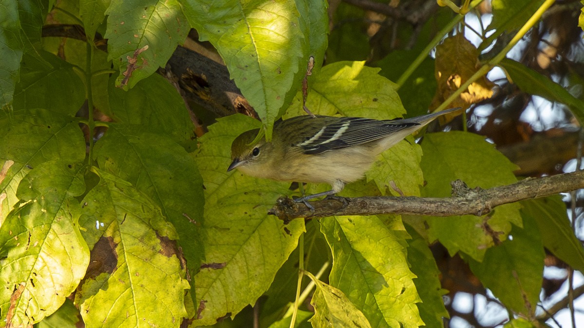 Bay-breasted Warbler - ML642092600