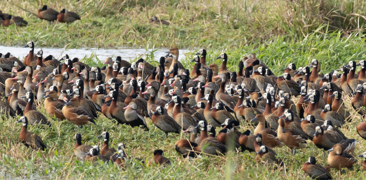 Black-bellied Whistling-Duck - Tom Lewis