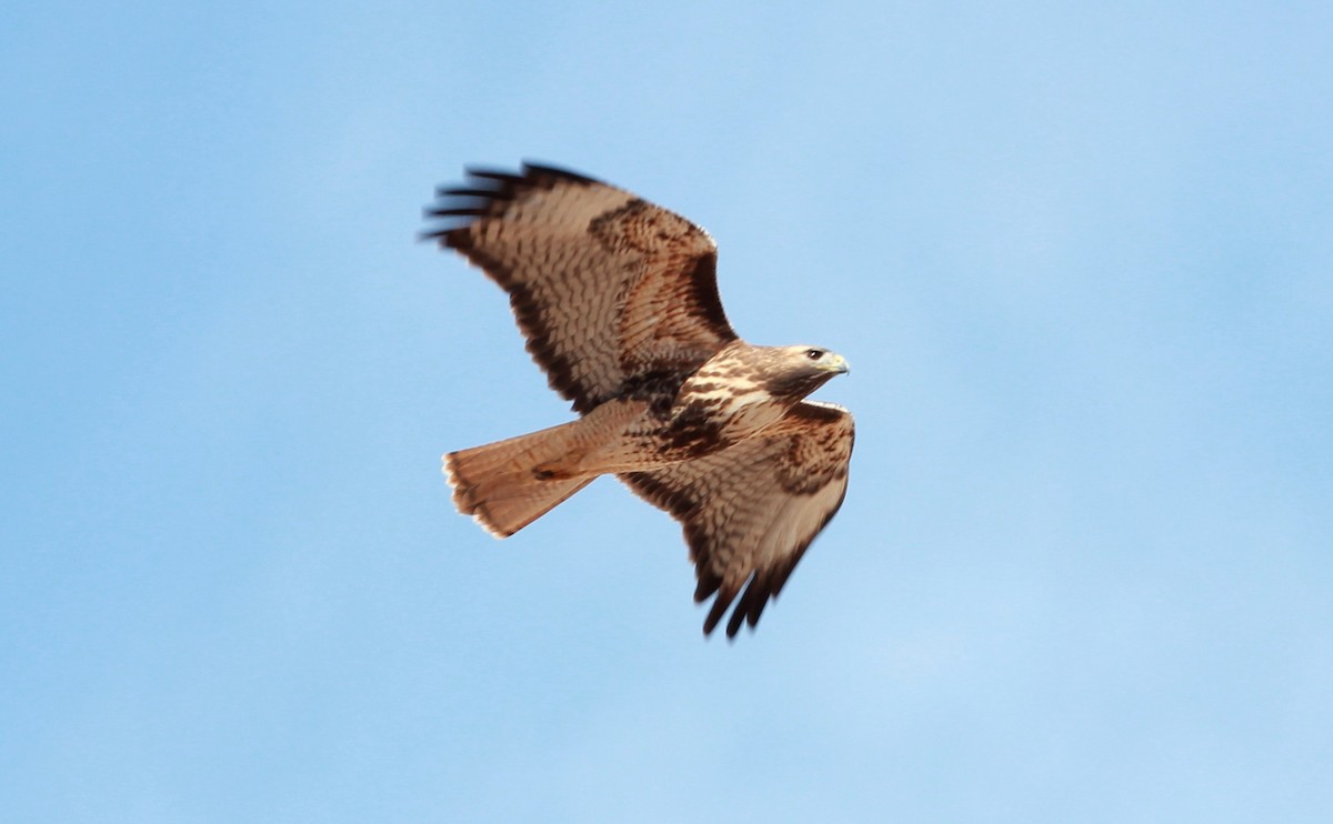 Red-tailed Hawk - ML642092630