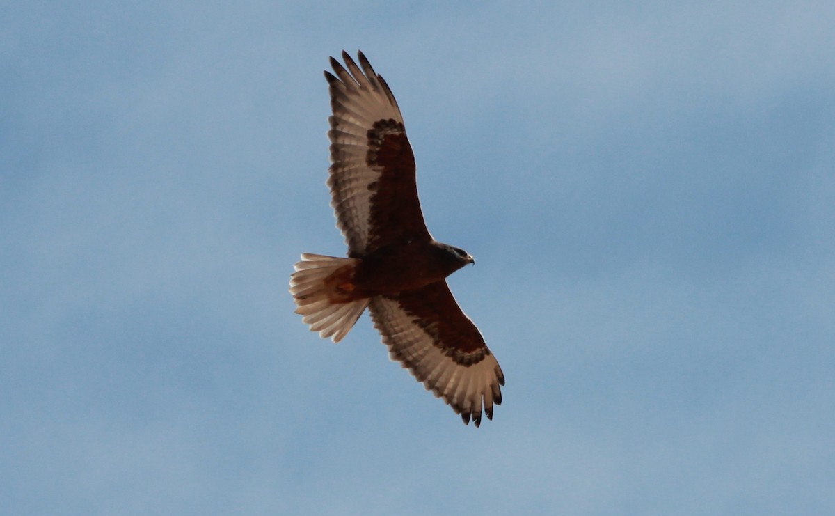 Ferruginous Hawk - ML642092637