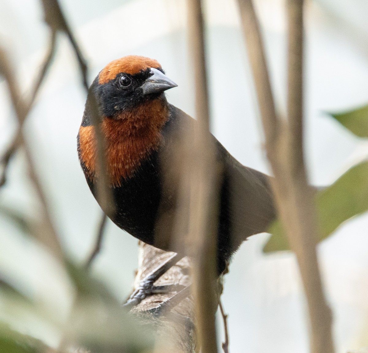 Chestnut-capped Blackbird - ML642092647