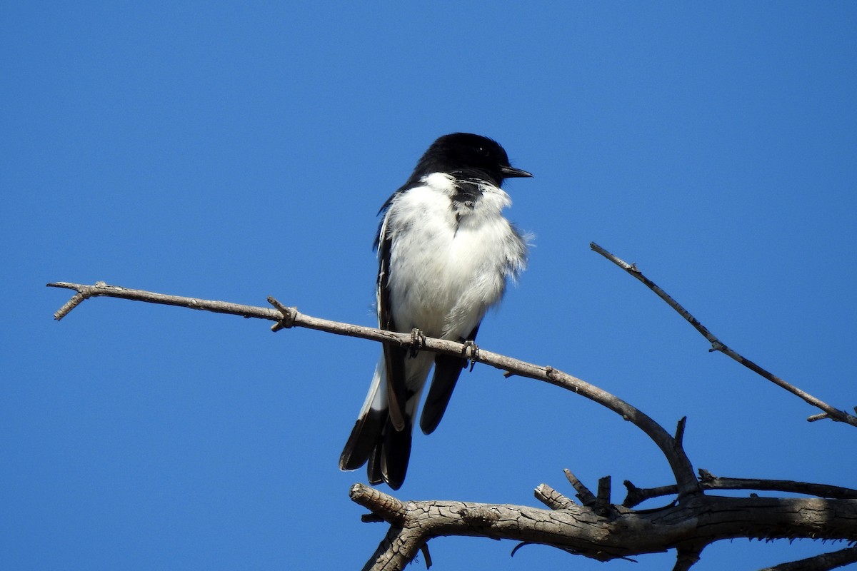 Hooded Robin - ML642092662
