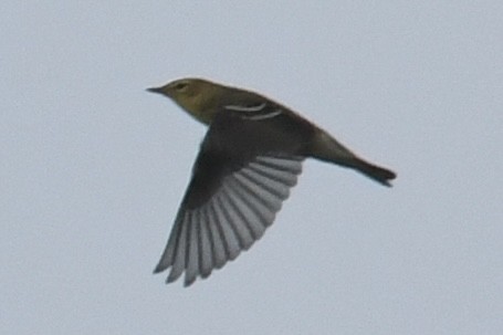 Blackpoll Warbler - ML642092663