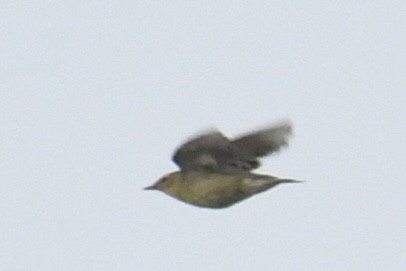 Blackpoll Warbler - ML642092664