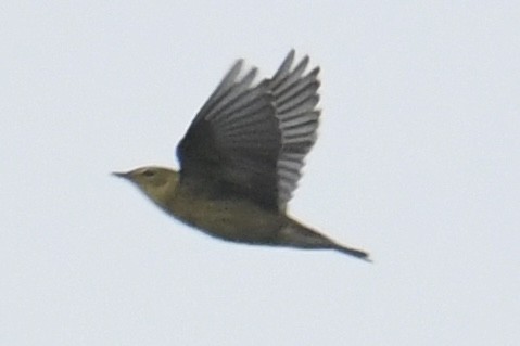 Blackpoll Warbler - ML642092665