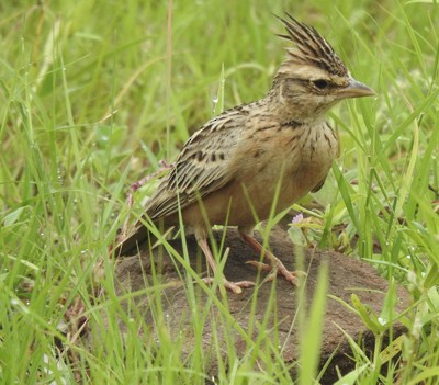 Tawny Lark - ML642092681