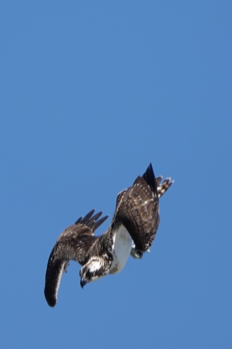 orlovec říční (ssp. carolinensis) - ML642092682