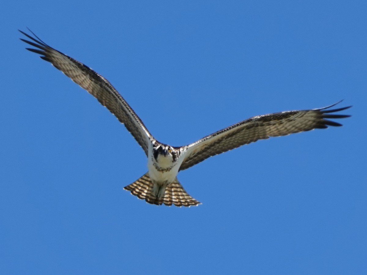 orlovec říční (ssp. carolinensis) - ML642092683