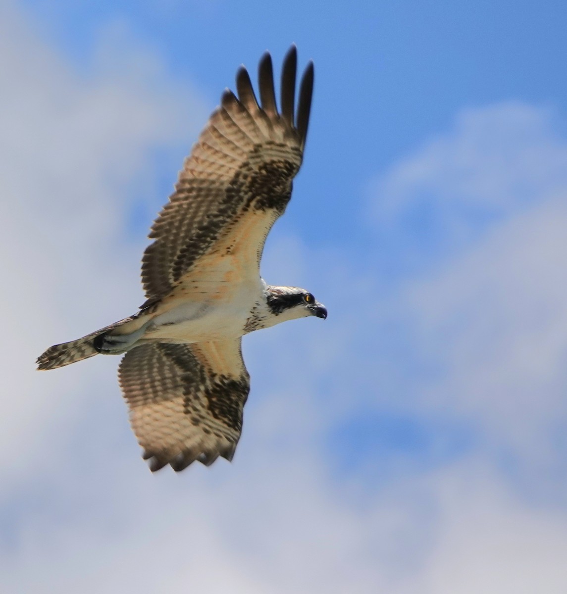 orlovec říční (ssp. carolinensis) - ML642092685