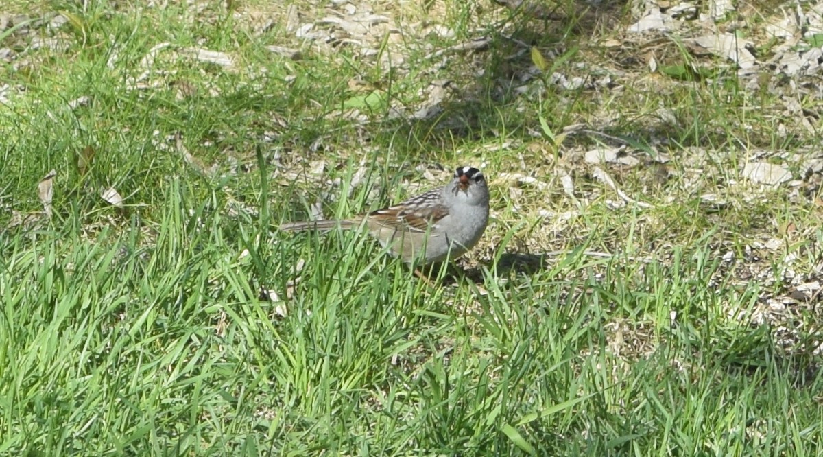 White-crowned Sparrow - ML642092704