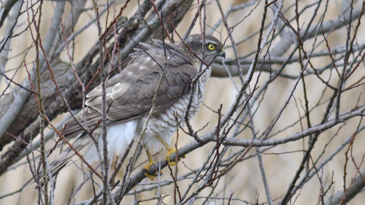 ハイタカ - ML642092721