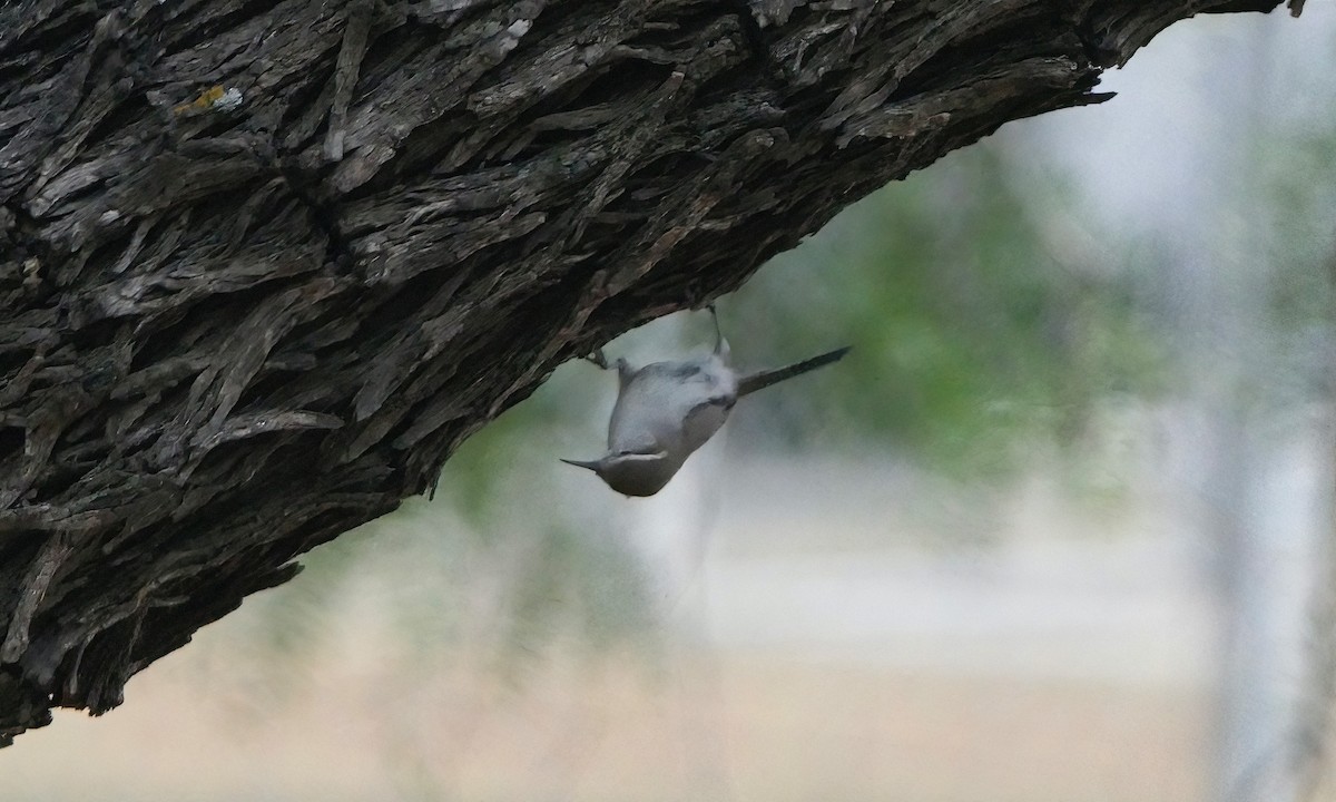 Bewick's Wren - ML642092743