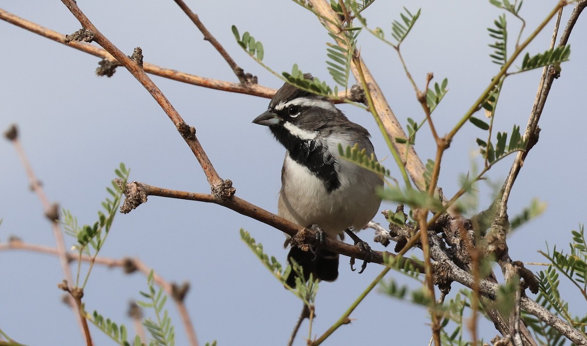 Black-throated Sparrow - ML642092744