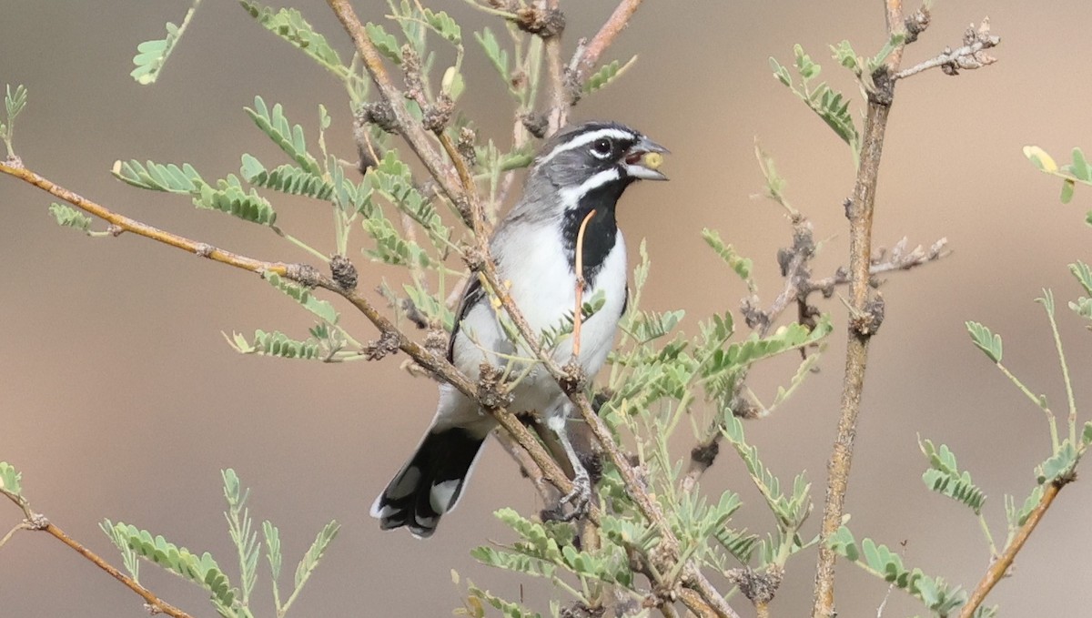 Black-throated Sparrow - ML642092753