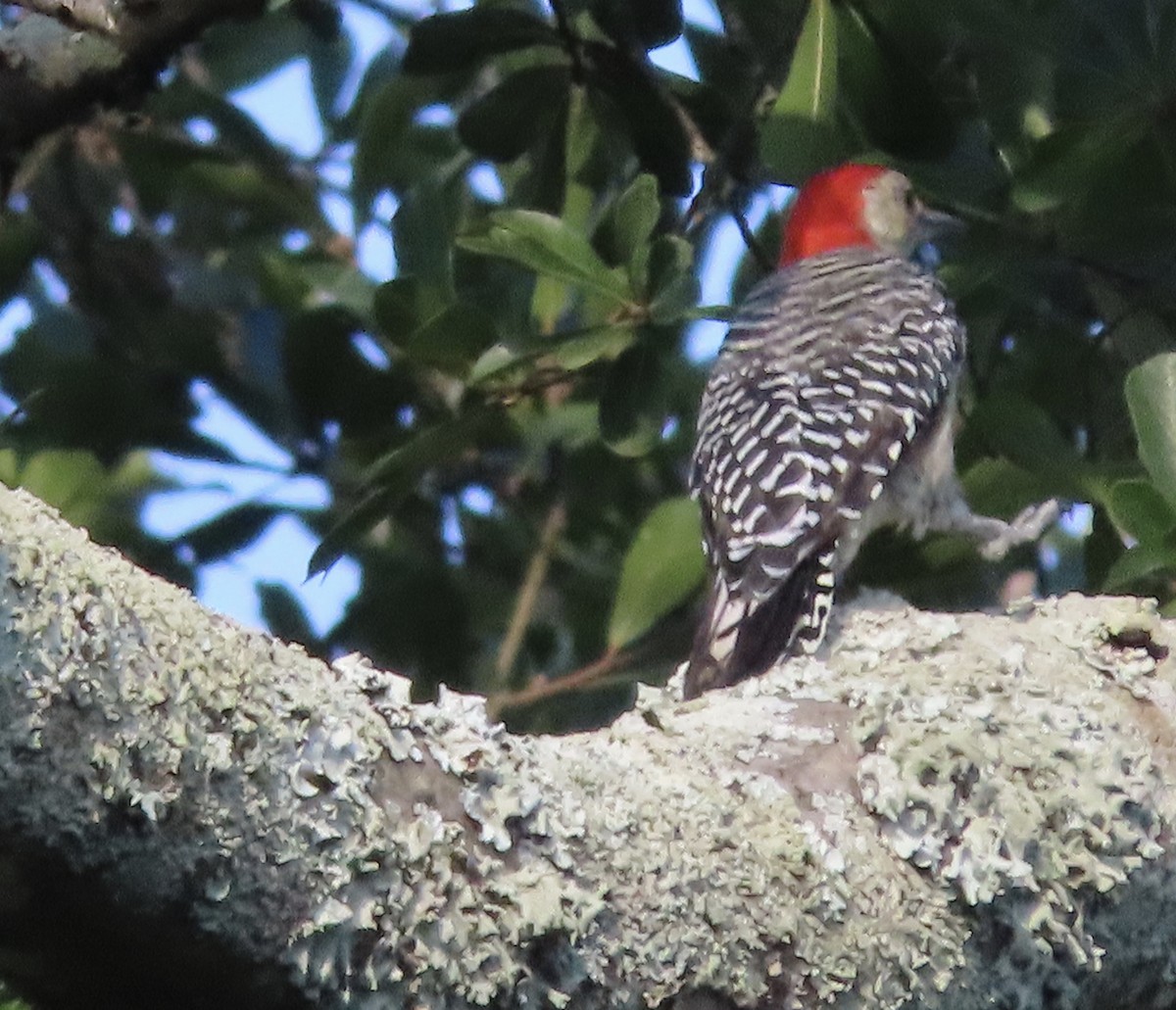 Red-bellied Woodpecker - ML642092759
