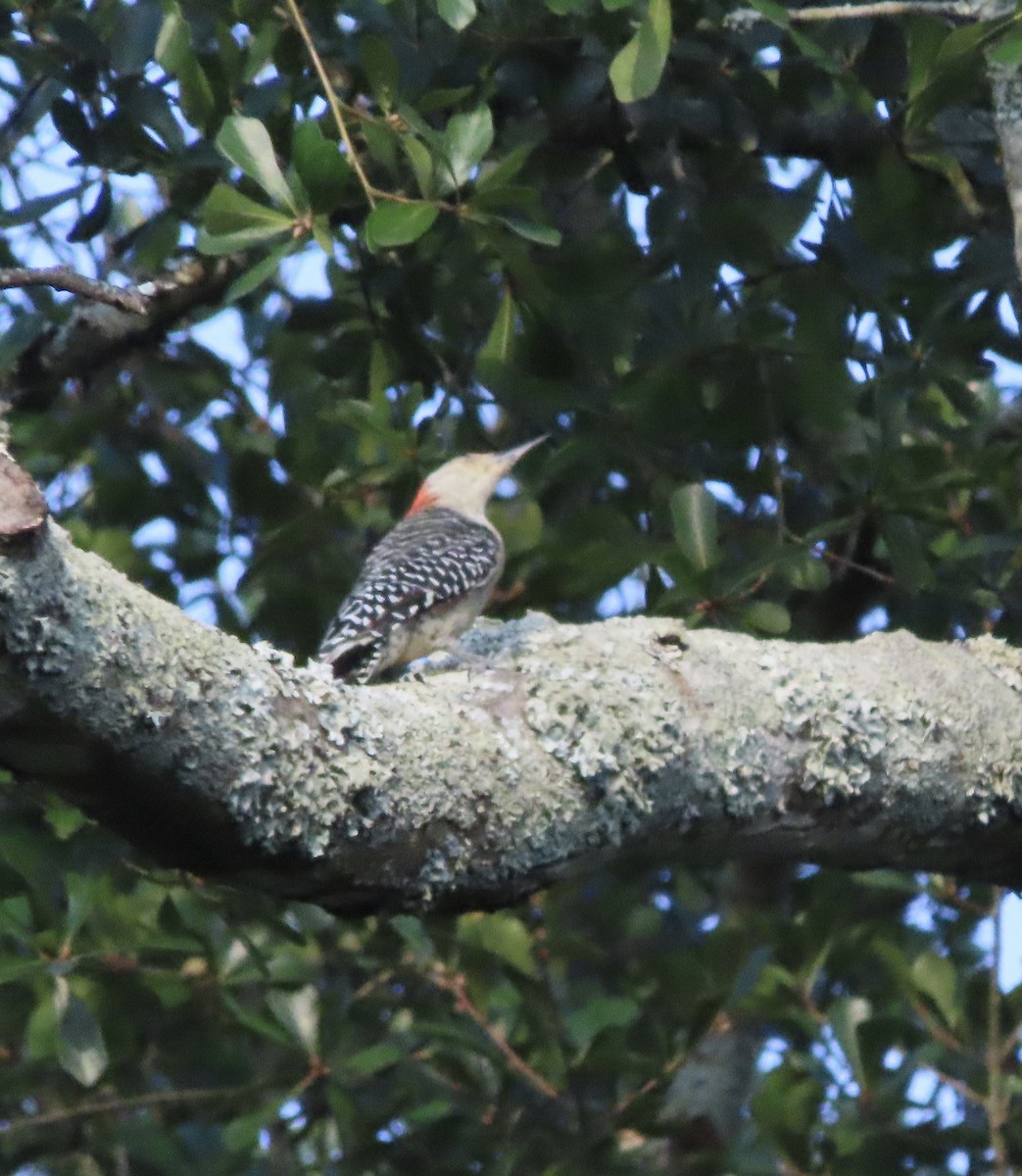 Red-bellied Woodpecker - ML642092760