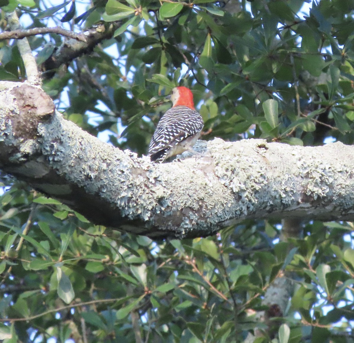 Red-bellied Woodpecker - ML642092761