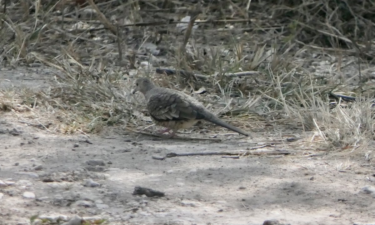 Inca Dove - ML642092762