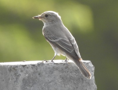 Spotted Flycatcher - ML642092763