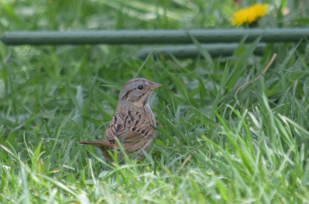 Lincoln's Sparrow - ML642092767