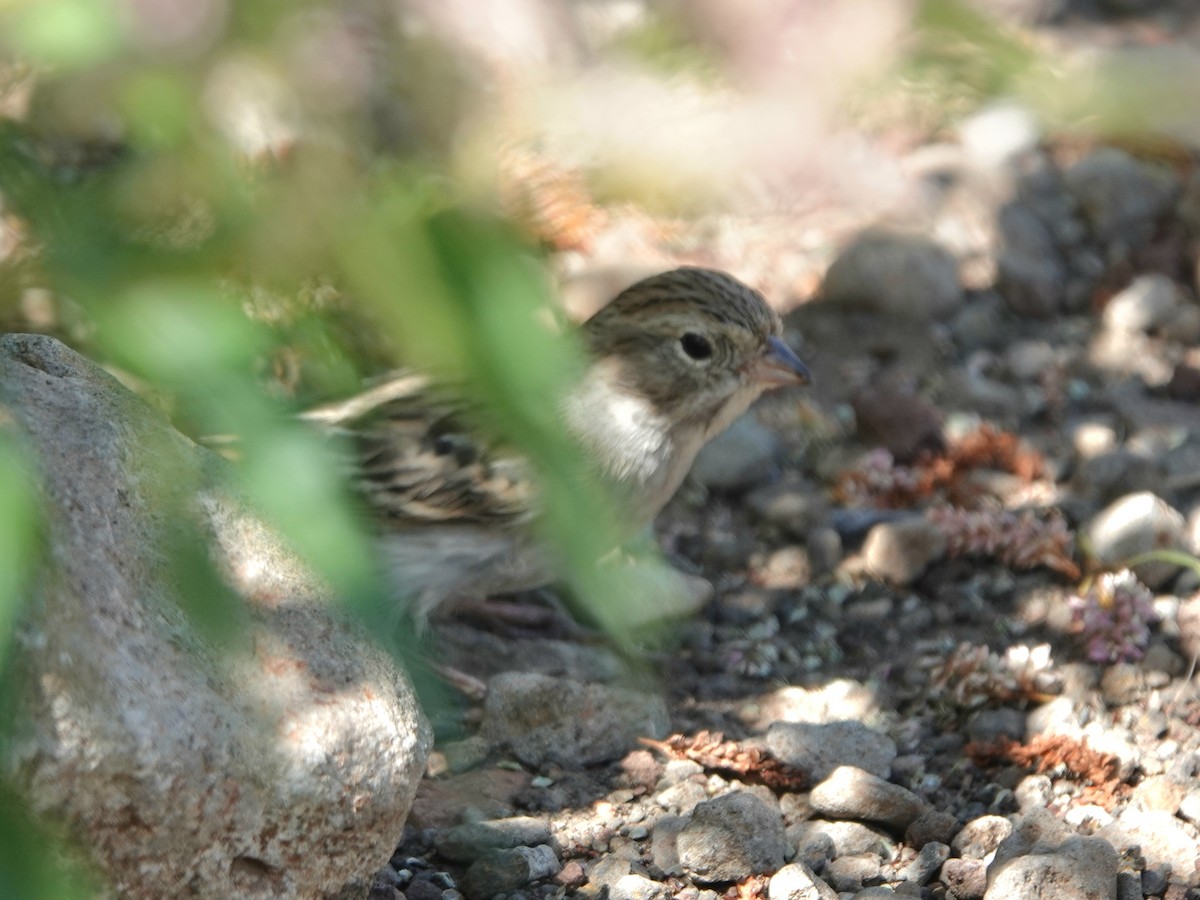 Brewer's Sparrow - ML642092769