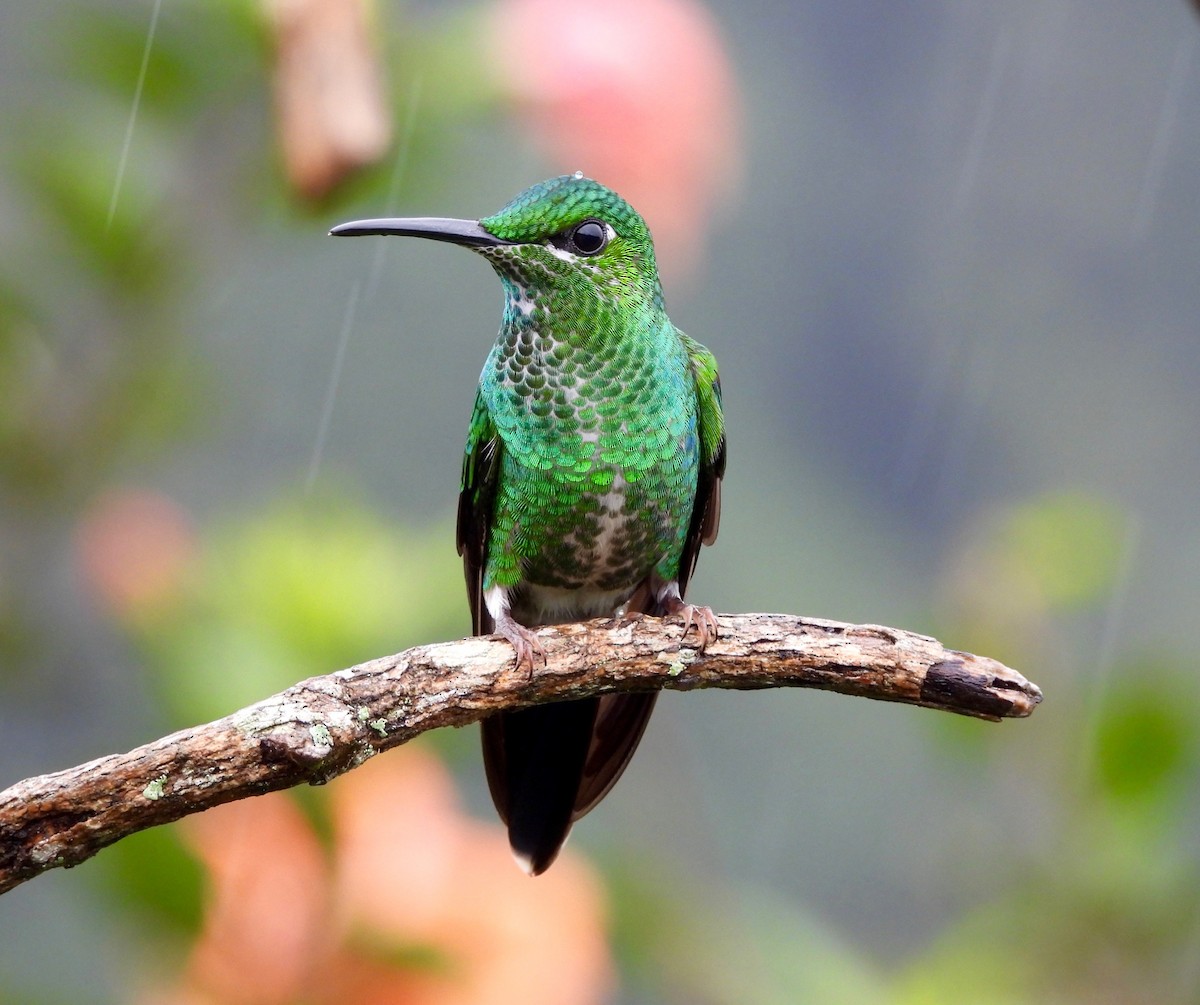 Green-crowned Brilliant - ML642092771