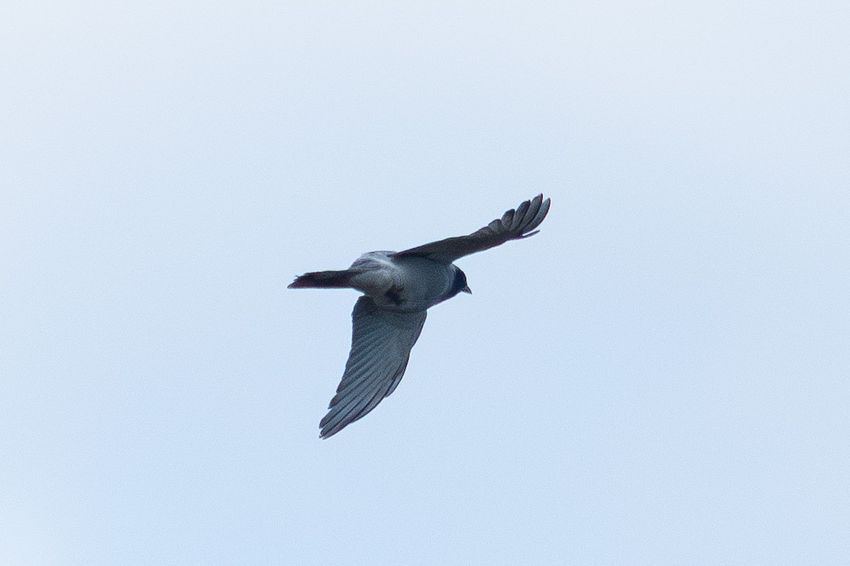 Black-faced Cuckooshrike - ML642092777