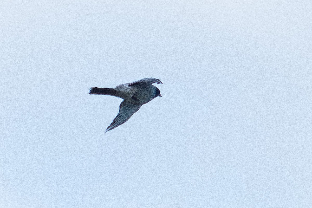 Black-faced Cuckooshrike - ML642092778