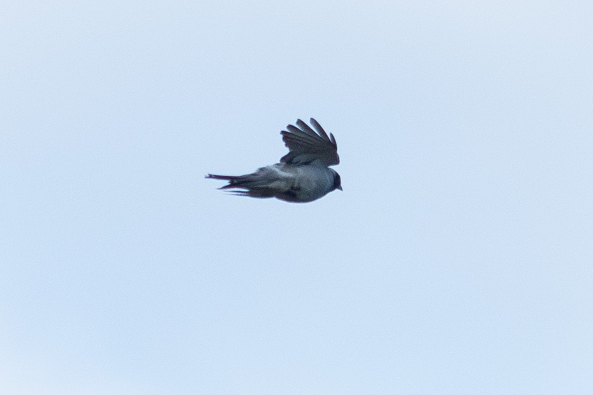 Black-faced Cuckooshrike - ML642092779