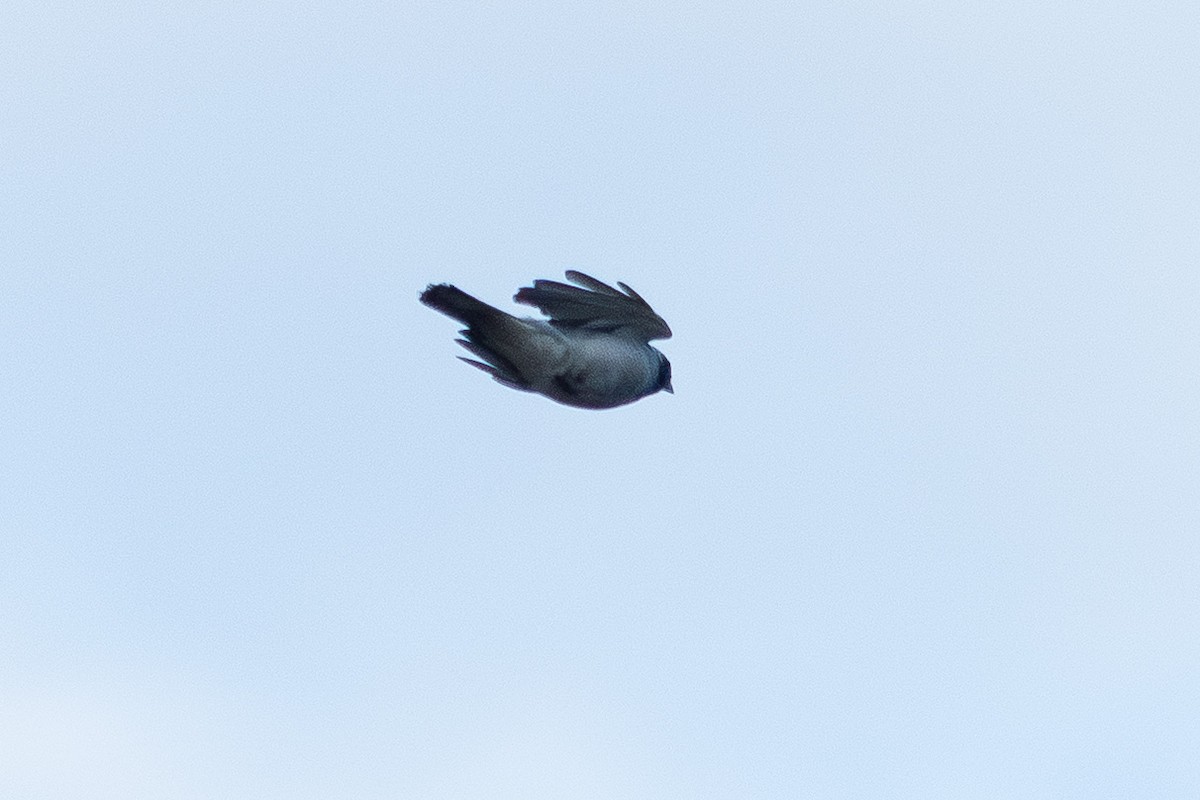 Black-faced Cuckooshrike - ML642092780