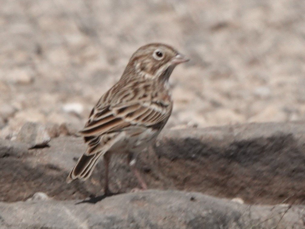 Vesper Sparrow - ML642092790