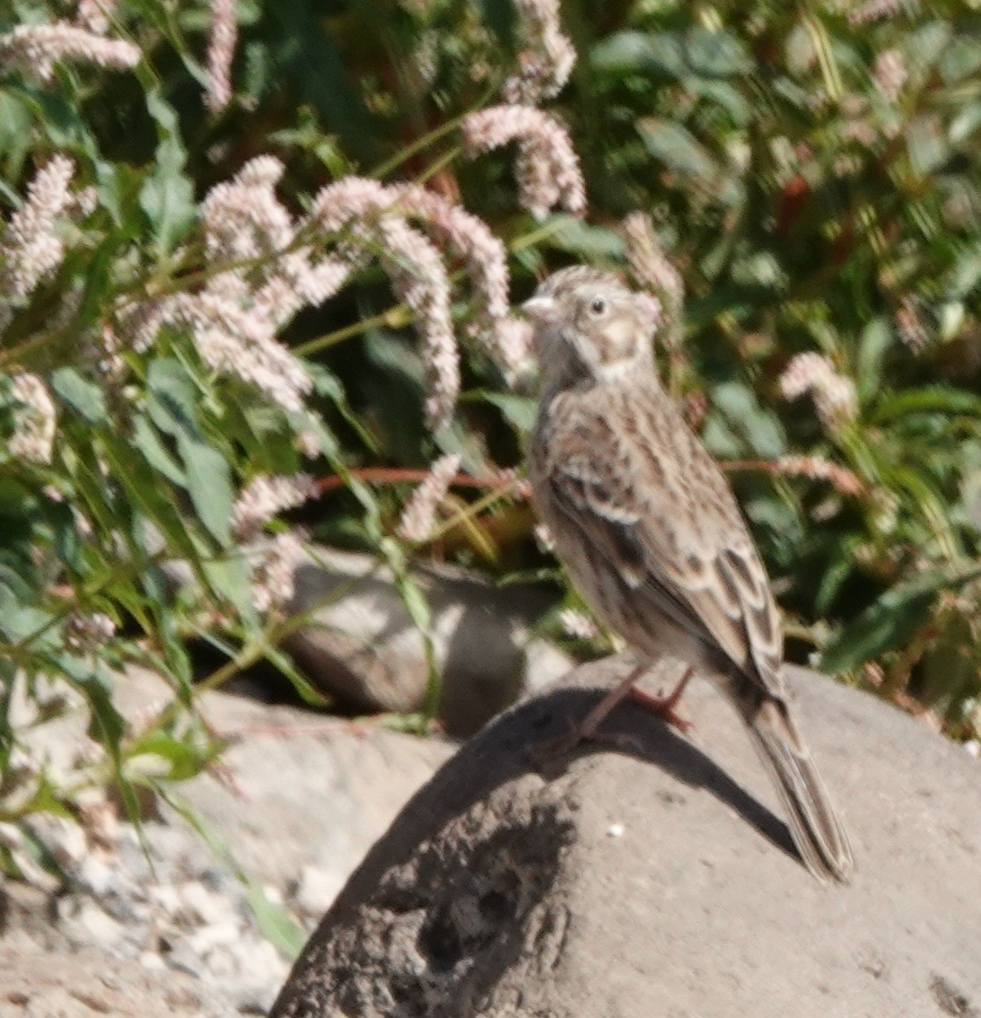 Vesper Sparrow - ML642092794