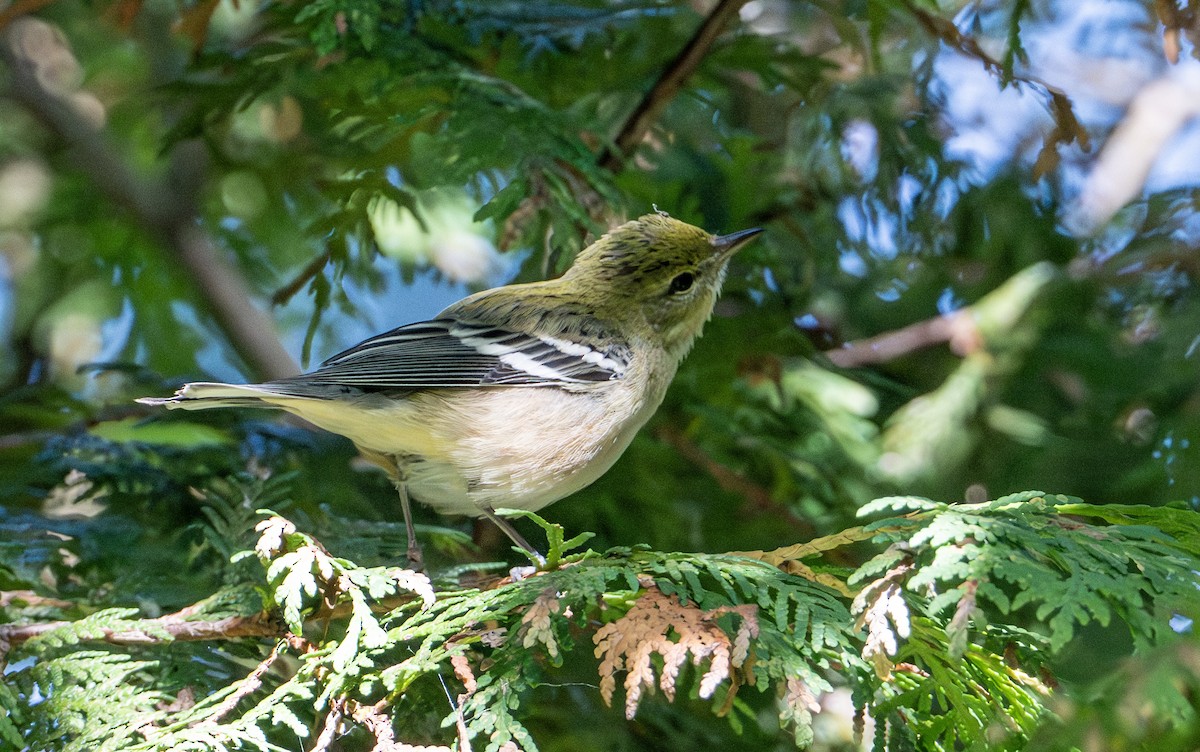 Bay-breasted Warbler - ML642092804