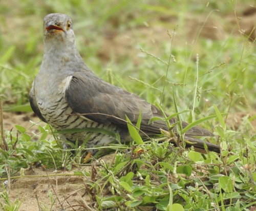 Common Cuckoo - ML642092807