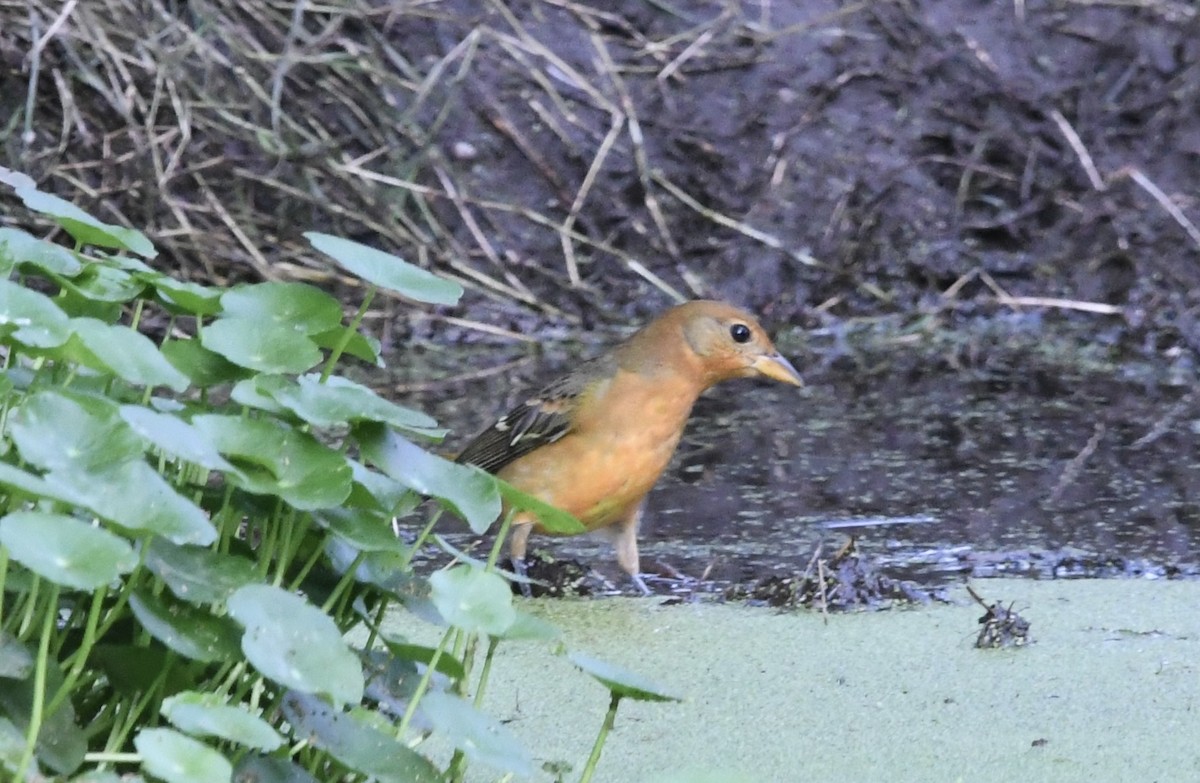 tanager sp. (Piranga sp.) - ML642092815