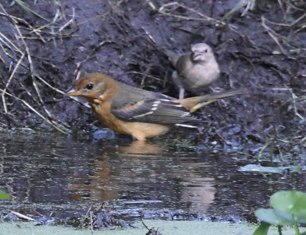 tanager sp. (Piranga sp.) - ML642092825