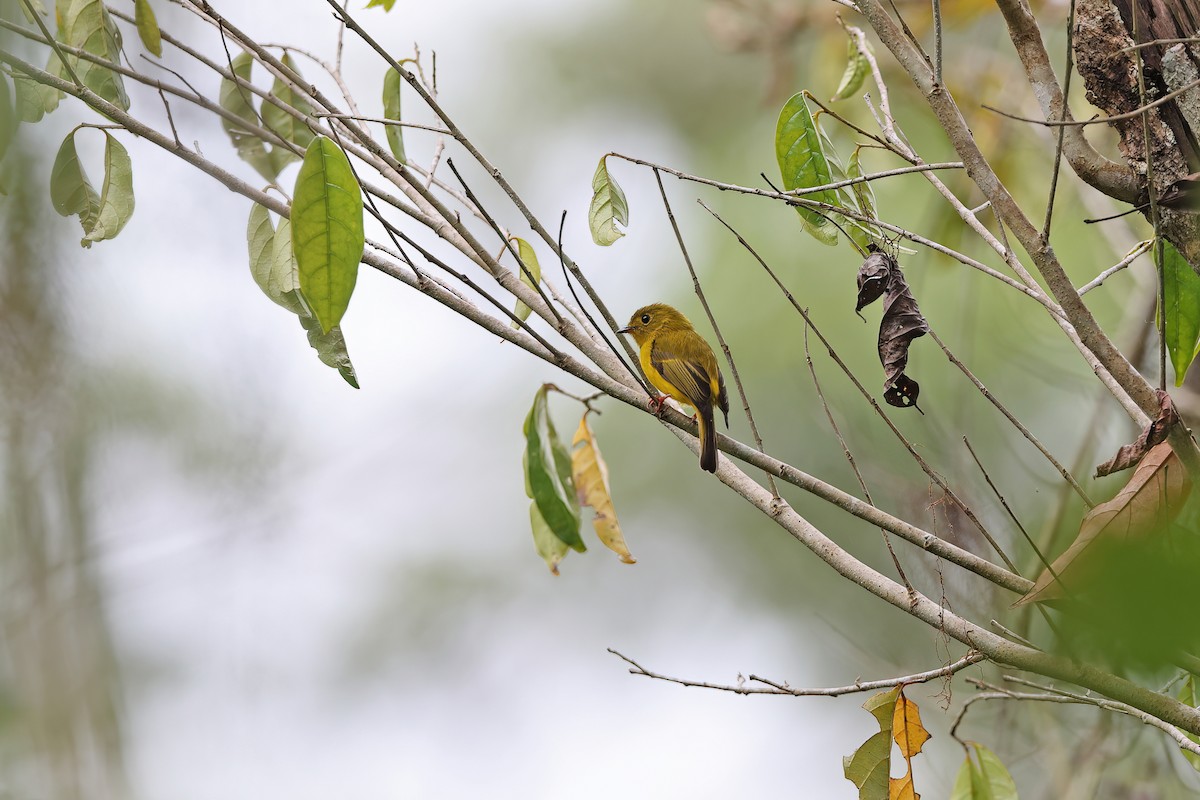 Gobemoustique canari - ML642092840